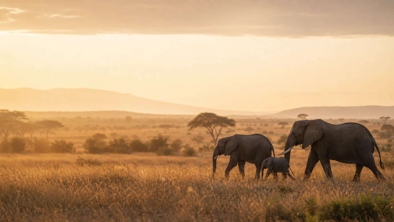Elephant family crossing an East African savanna at sunrise